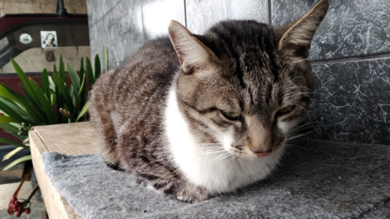 Ajude o Tigrinho a vencer a PIF