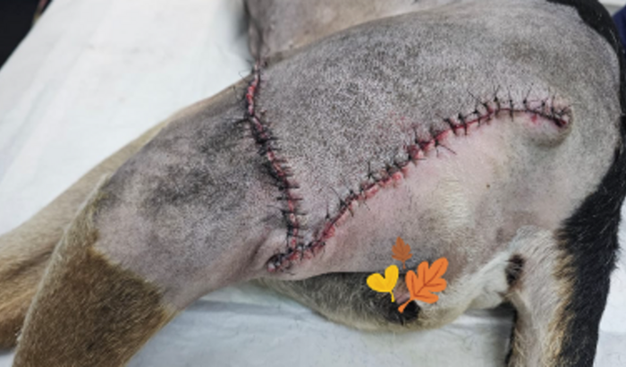 Tratamento_Quimioterapia da Nina