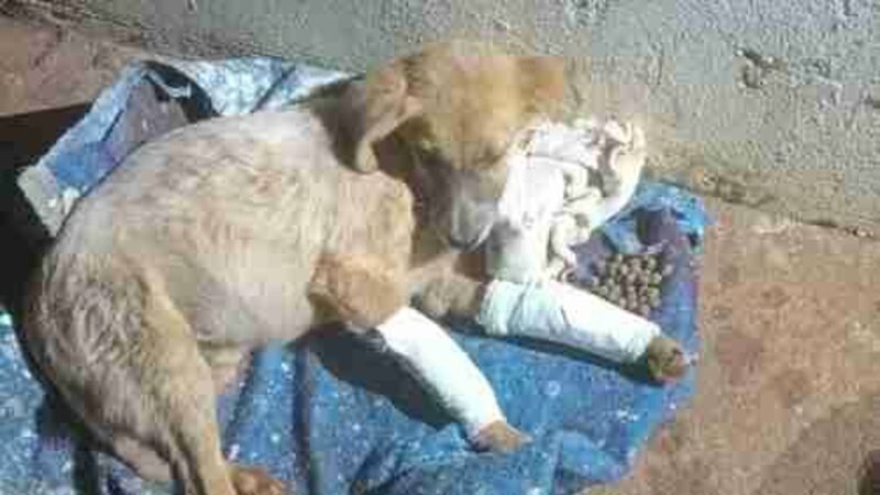 Cachorro atropelado 
