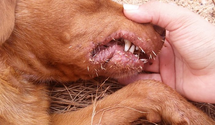 Cachorrinha com tumor