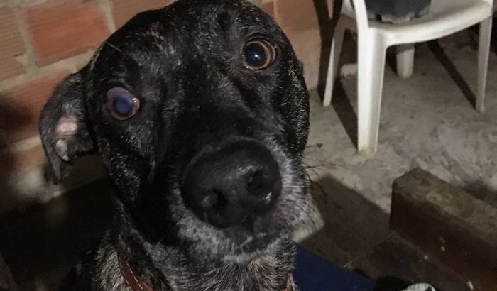 Ajude o Pedro! 