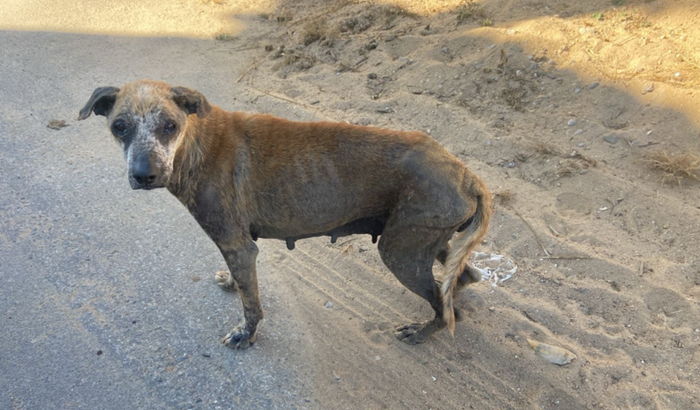 SOS animais de rua - Monsenhor Horta-MG