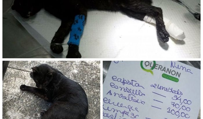 ajuda por despesas veterinárias 