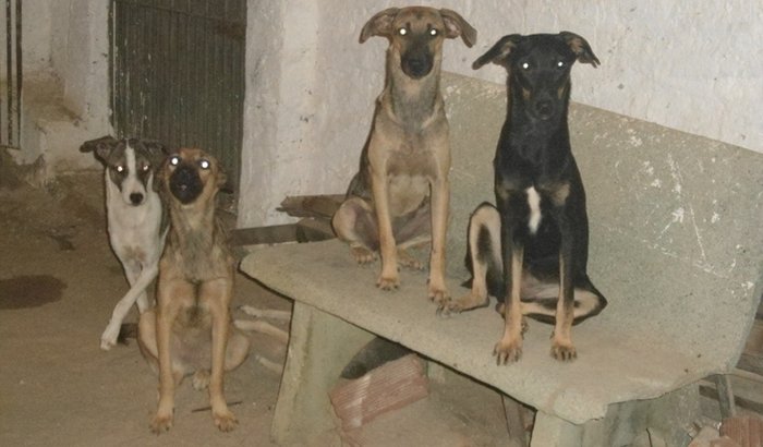 Ajudem os Peludinhos a se Vacinar!