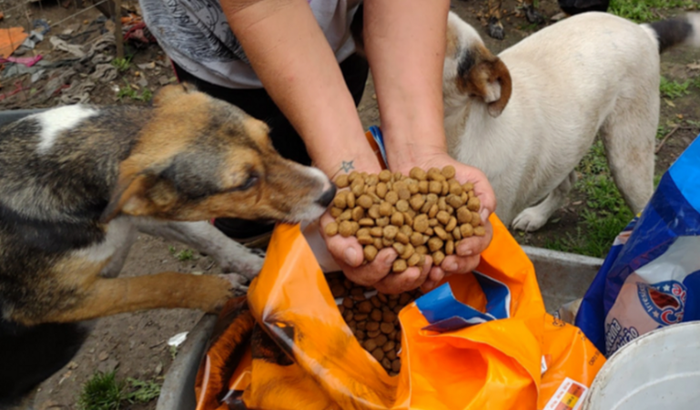 Juntos para alimentar um abrigo de animais resgatados das ruas
