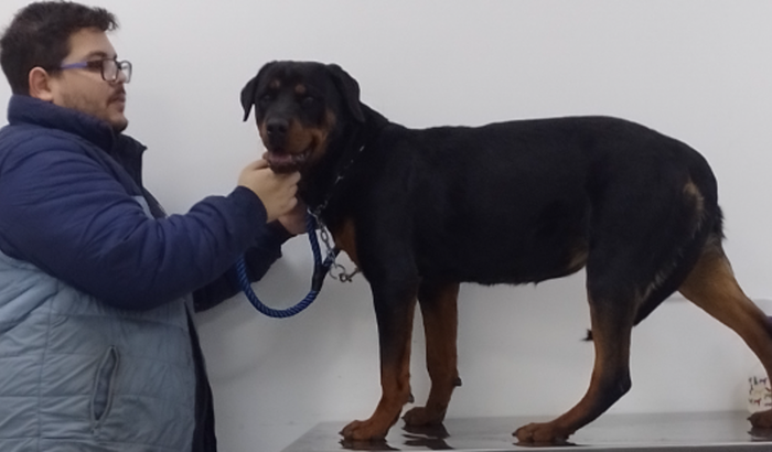 Ajude na cirurgia da Luna