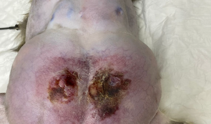 Ajuda para a cirurgia da filozinha