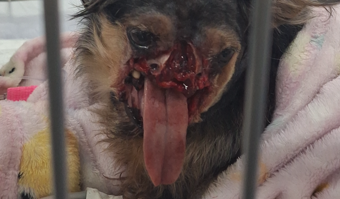 Ajuda para o budy, temos a esperança de colocar uma prótese do seu focinho.