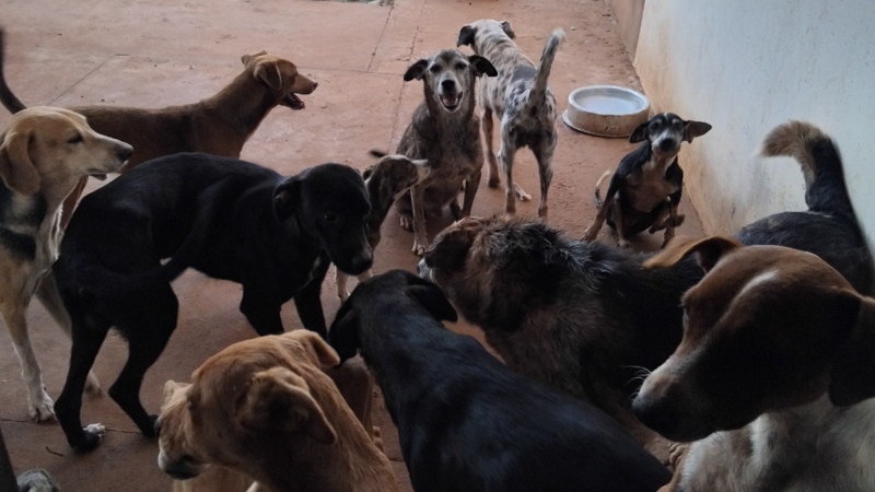 imagem da vaquinha Ração para os Peludinhos  do abrigo 