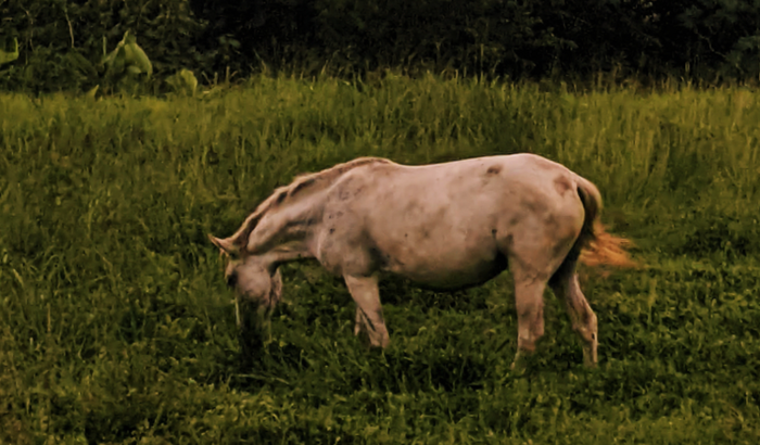 vaquinha para conseguir um iPhone 13 pro max 