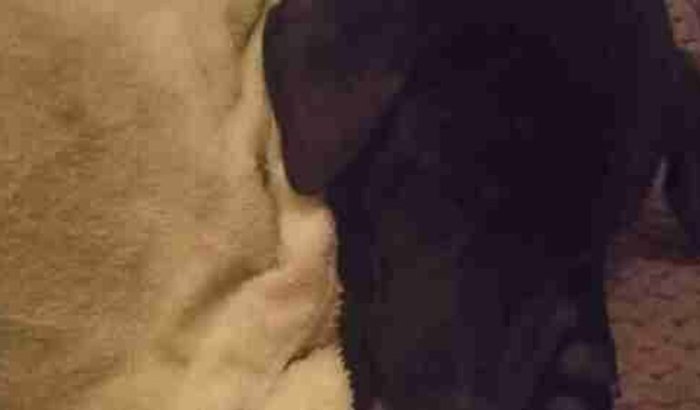 Para ajuda um cachorrinha machucada precisando de cirurgia, ela não está conseguindo andar tadinha 😢