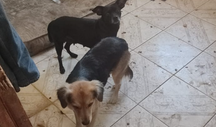 Ajuda ao Sr Bigode e seus 8 cães 