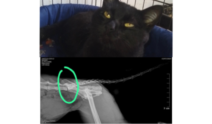 Ajude o Negão com a cirurgia!!!