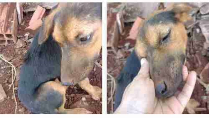 Cachorra doente 
