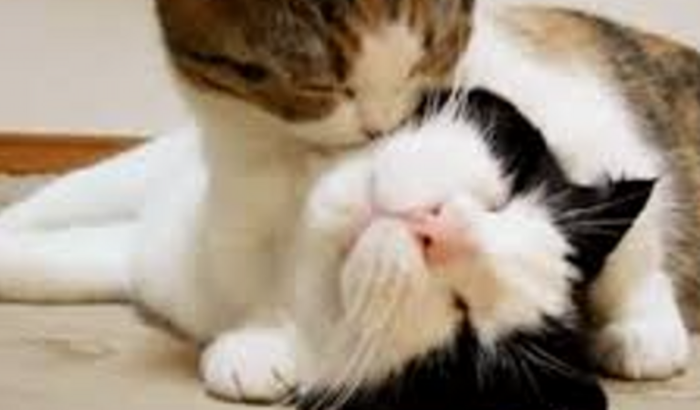 Ajuda a pagar a internação do meu gato me ajuda por favor