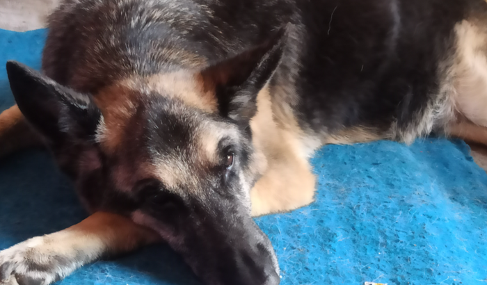 SALVAR A VIDA DO MEU CACHORRO