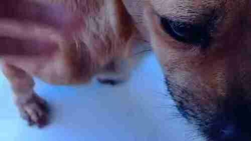Cachorra anzol