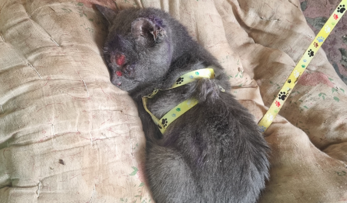 Ajude meu gato Fred! (Tratamento)