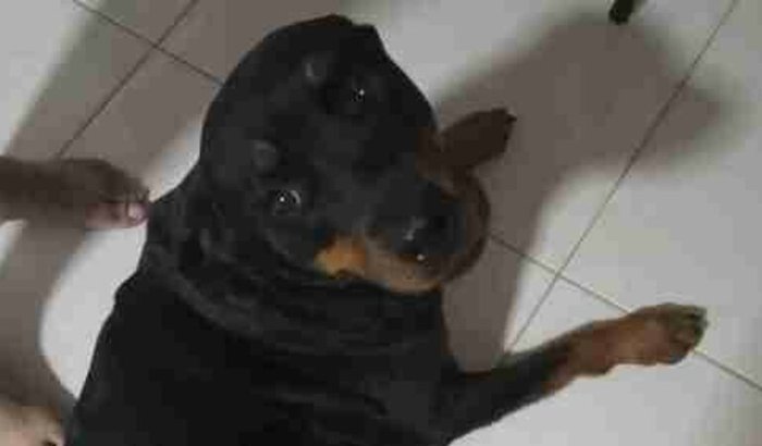 Me ajudem a salvar minha princesa do Câncer.