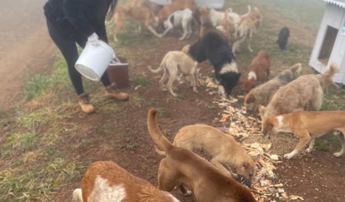Ajudem a castrar os animais da Aldeia Conda - S.C.