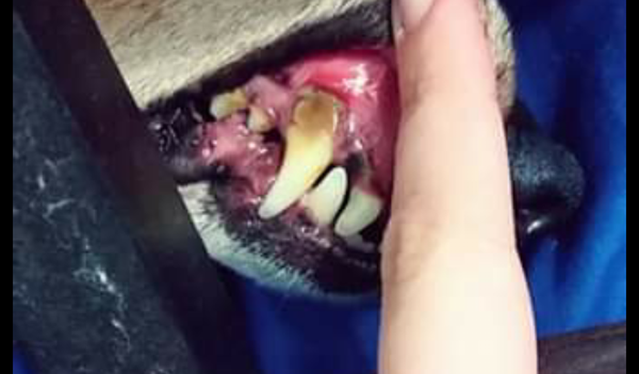 Remoção de tartaro Grau 3 do bebe Spaiky