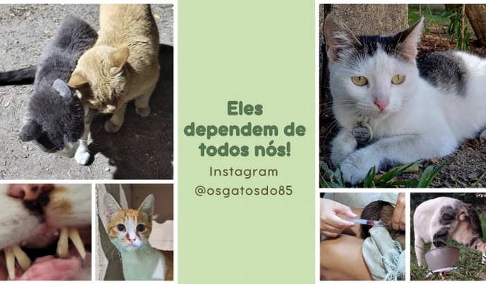 Ajude a Colônia Os Gatos do 85 a Cuidar de Animais Abandonados