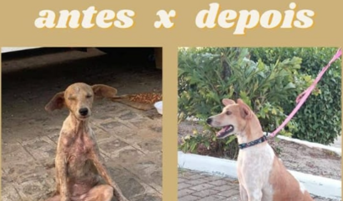Abrigo Missão Pets Jeová Jireh