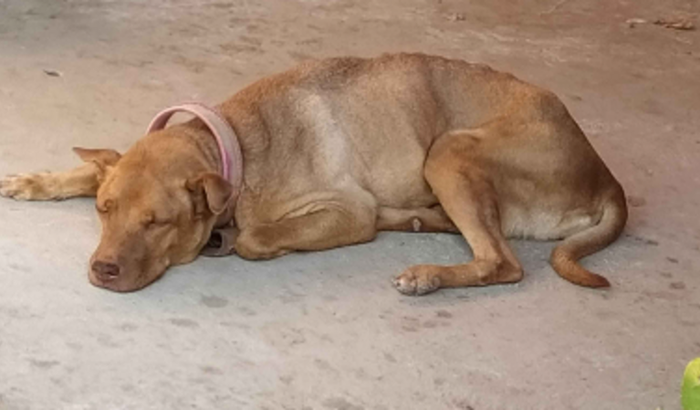 Ajude a Minha Cachorrinha no seu Tratamento de seu Tumor  