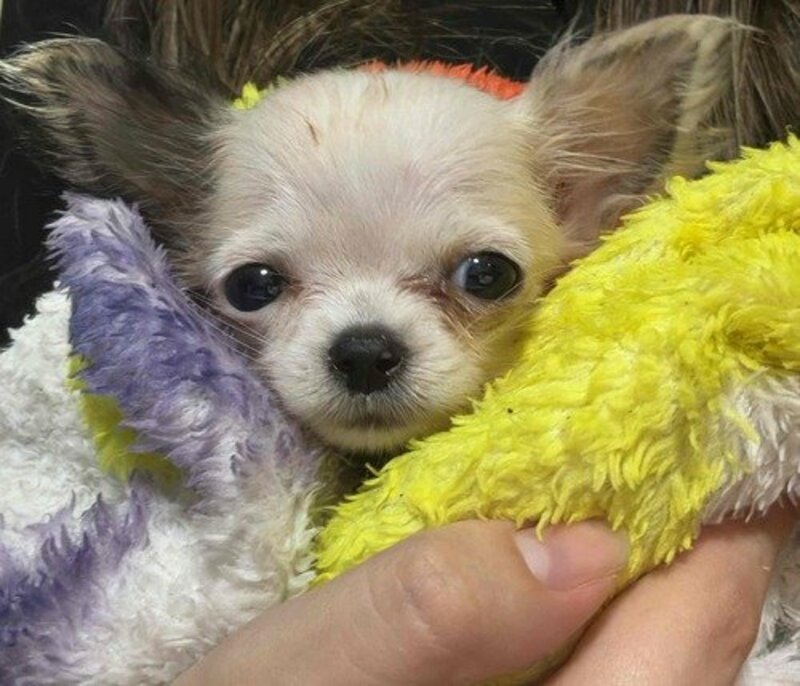 imagem da vaquinha Ajude a ivy