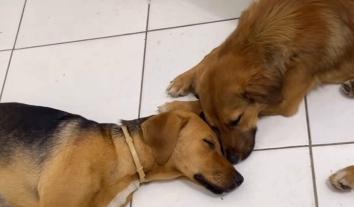 Ajuda irmãos Chocolate e Scooby