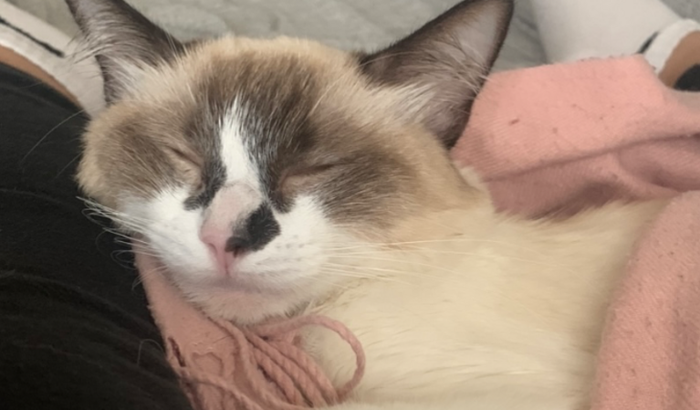 Ajude o tratamento de PIF da Mika