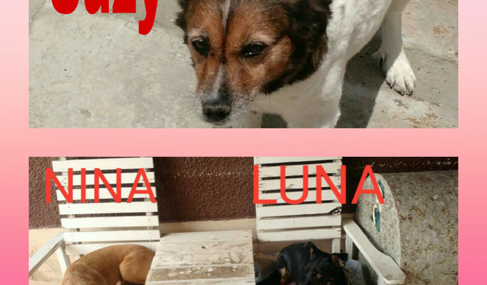 Cirúrgia das 03 meninas Pets