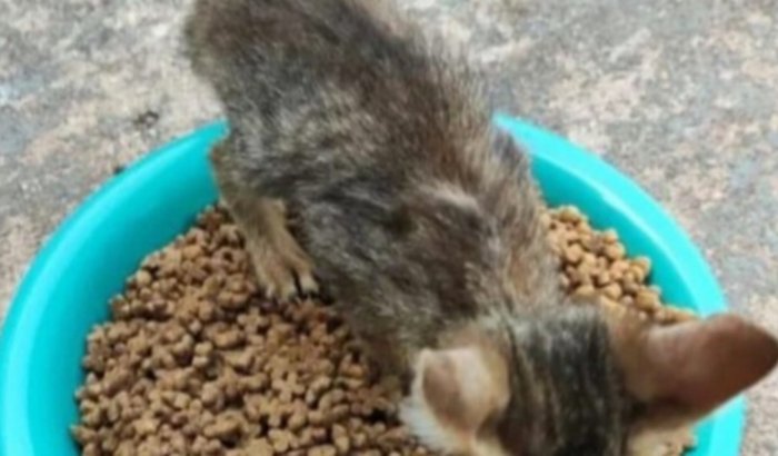 Ração para alimentar diariamente mais de 60 gatinhos de rua.