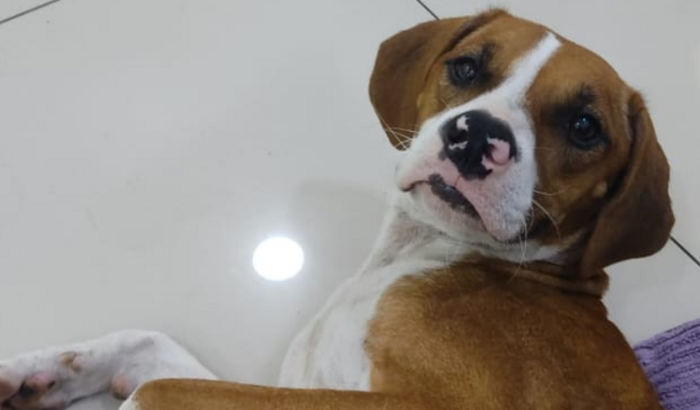 AJUDE BONECA A VOLTAR A ANDAR