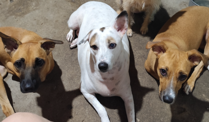 SONHO DO NOSSO PRÓPRIO ABRIGO 🐈🙏🐕