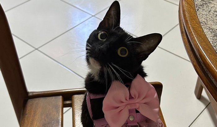 AJUDE A PEPPINHA 🐾