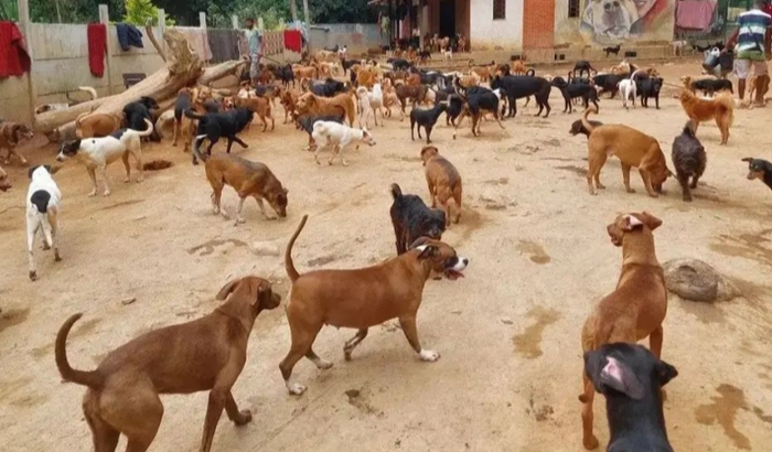 COMPRA DE RAÇÃO MENSAL DO ABRIGO 