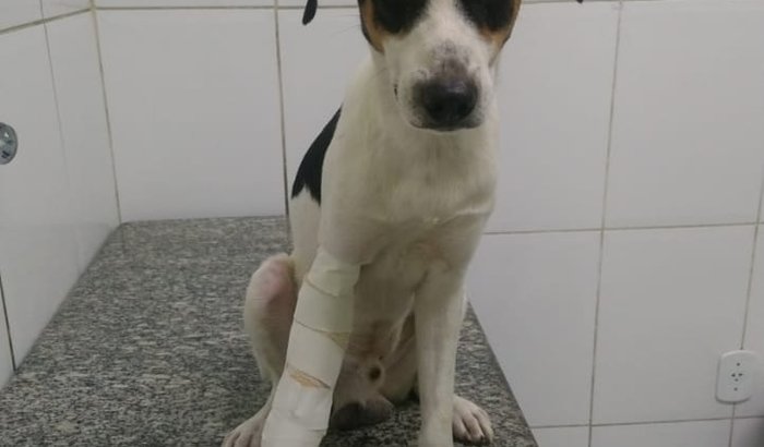 Ajude-me estou com a patinha quebrada e preciso de um lar 