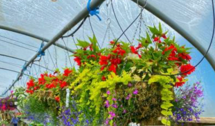 Construção de viveiro de plantas