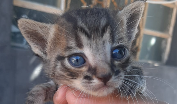 Tratamento para animais resgatados