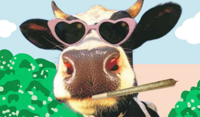 Marcha da Maconha de Santa Maria