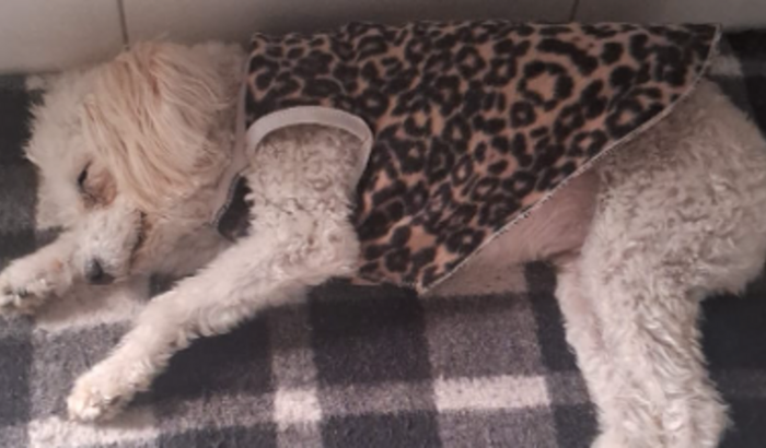 AJUDE A CACHORRINHA VITÓRIA