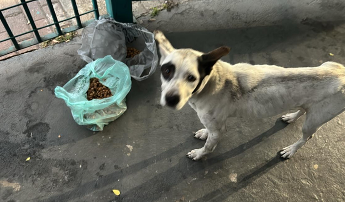 Açao para os animais do hospital m boi mirim