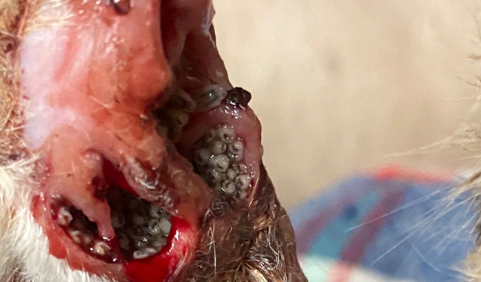 Ajude a amputar pata de gato com clamídia
