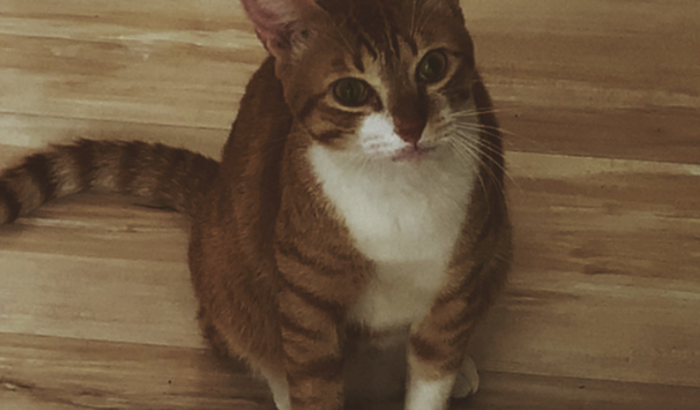 AJUDE O SENHOR GATO