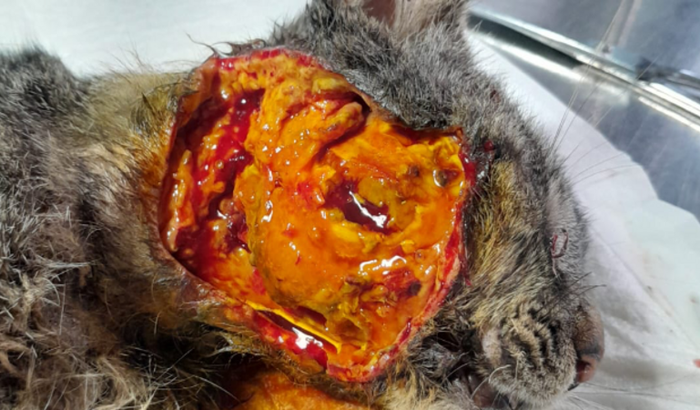 Ajude Salvar esse Gatinho com bicheira