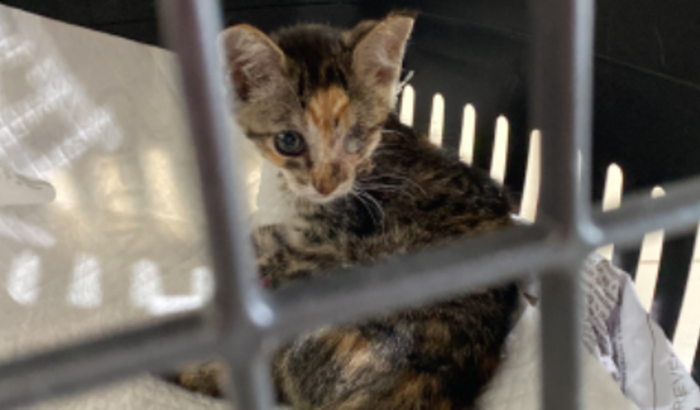 Ajuda a Gatinha Esperanca