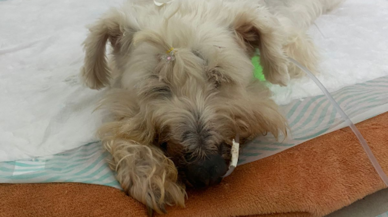 Ajude a Dandara a se recuperar.