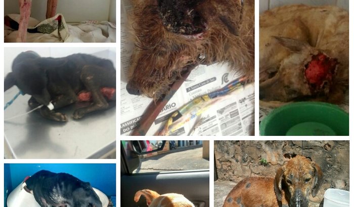 Cães resgatados #Protetores Independentes