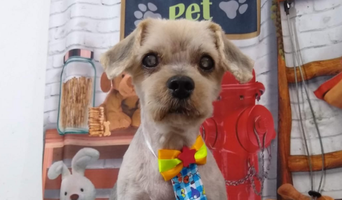 Ajude na internação do Rabito